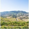 VISIT, TASTING SESSION OF FOUR WINES AND OVERNIGHT STAY